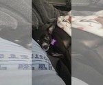 Small Chihuahua Mix