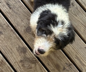 Medium Australian Shepherd-Old English Sheepdog Mix