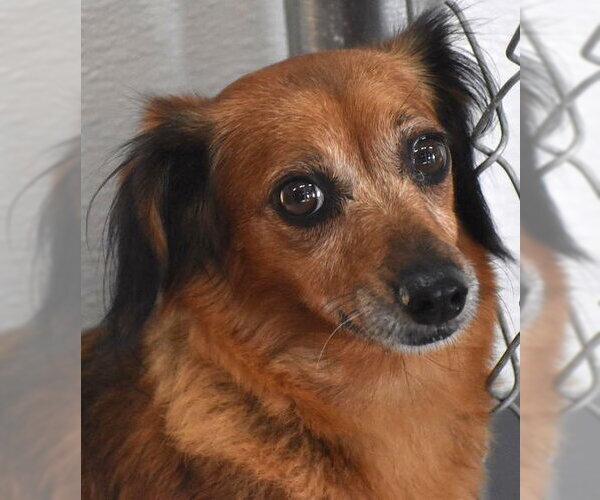 Medium Photo #4 Chiweenie Puppy For Sale in Shelbyville, TN, USA