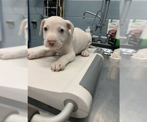 American Pit Bull Terrier-Unknown Mix Dogs for adoption in Corpus Christi, TX, USA