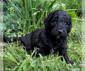Goldendoodle-Poodle (Miniature) Mix Puppy for sale in ROWLEY, MA, USA