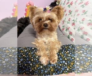 Mother of the Yorkshire Terrier puppies born on 02/11/2026