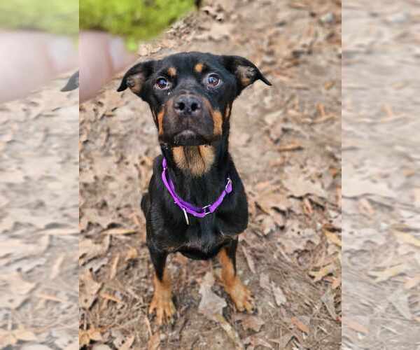 Medium Photo #5 Rottweiler Puppy For Sale in Aurora, OH, USA