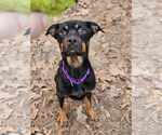 Small #4 Rottweiler