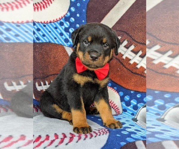 Medium Photo #1 Rottweiler Puppy For Sale in GLEN ROCK, PA, USA