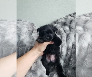 Medium Morkie-Yorkshire Terrier Mix