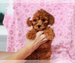 Small #1 Cavalier King Charles Spaniel-Poodle (Toy) Mix