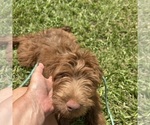 Small #4 F2 Aussiedoodle