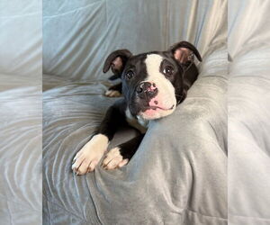 American Pit Bull Terrier-Unknown Mix Dogs for adoption in Rockaway, NJ, USA