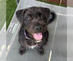 Small #11 Mutt