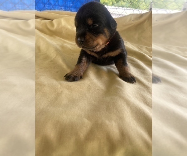 Medium Photo #38 Rottweiler Puppy For Sale in RICHLAND, GA, USA