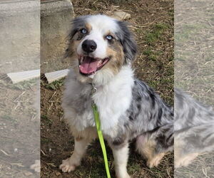 Anatolian Shepherd Dogs for adoption in Bardstown, KY, USA