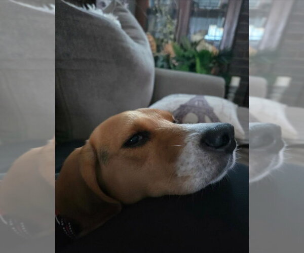 Medium Photo #2 Beagle Puppy For Sale in Andover, MN, USA