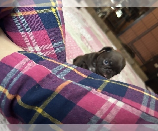 Medium Photo #53 Pug Puppy For Sale in BLOOMINGTON, IL, USA