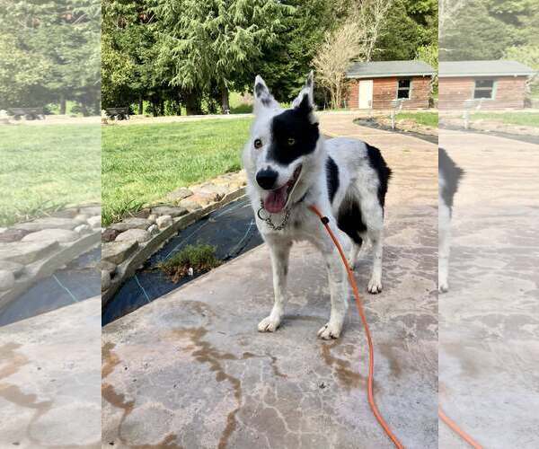 Medium Photo #2 Border Collie Puppy For Sale in Paso Robles, CA, USA