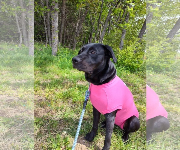 Medium Photo #4 Mutt Puppy For Sale in Rustburg, VA, USA