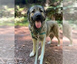 Anatolian Shepherd-Unknown Mix Dogs for adoption in Santa Cruz, CA, USA