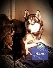 Mother of the Siberian Husky puppies born on 12/07/2018