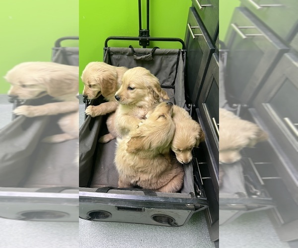 Medium Photo #28 Golden Retriever Puppy For Sale in BOILING SPGS, SC, USA