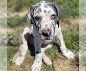 Great Dane Puppy for sale in GUILFORD, IN, USA