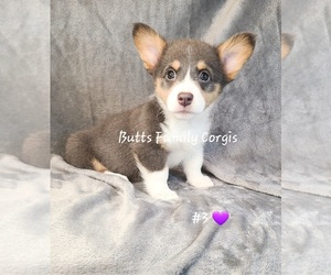 Welsh Cardigan Corgi Puppy for sale in CAMERON, NC, USA