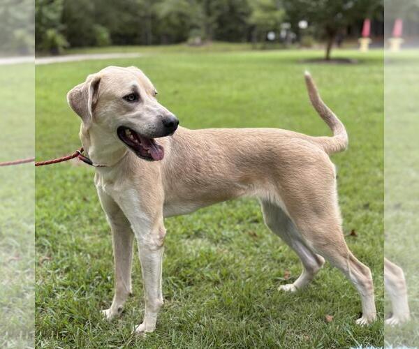 Medium Photo #4 Labrador Retriever-Unknown Mix Puppy For Sale in Yardley, PA, USA