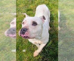 Mutt Dogs for adoption in Akron, OH, USA