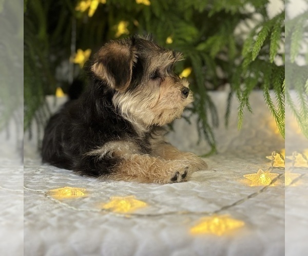 Medium Photo #4 Morkie Puppy For Sale in ROCK STREAM, NY, USA