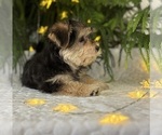 Small #3 Morkie