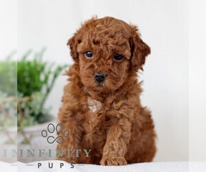 Goldendoodle (Miniature) Puppy for sale in NARVON, PA, USA