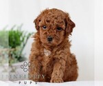 Small Goldendoodle (Miniature)