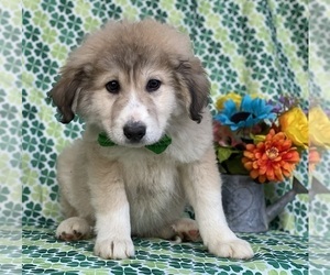 Border Collie-Maremma Sheepdog Mix Puppy for sale in LANCASTER, PA, USA
