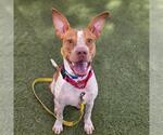 RAIDER - Male Mutt Dog for Adoption - Small photo
