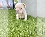 Small Photo #23 French Bulldog Puppy For Sale in COLUMBUS, OH, USA