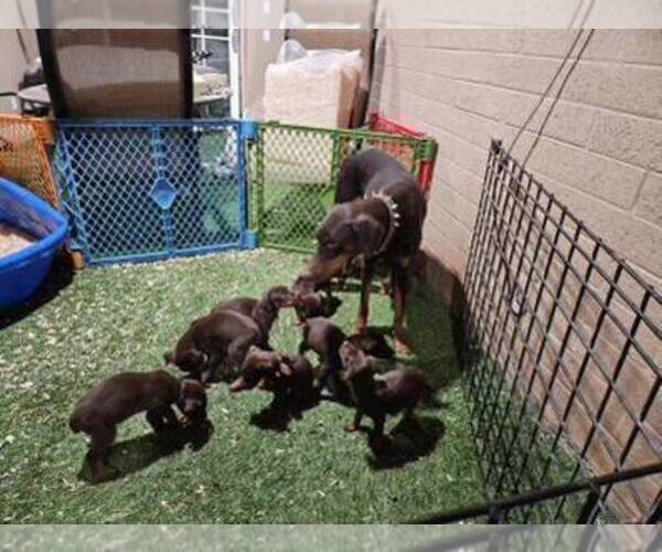 Medium Photo #2 Doberman Pinscher Puppy For Sale in PHOENIX, AZ, USA
