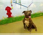 Small Photo #1 Staffordshire Bull Terrier-Unknown Mix Puppy For Sale in Austin, TX, USA