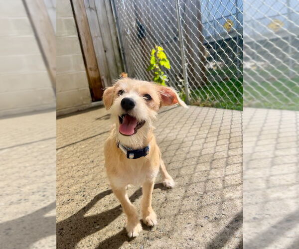 Medium Photo #1 Mutt Puppy For Sale in Gloversville, NY, USA