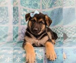 Small Photo #6 German Shepherd Dog Puppy For Sale in COCHRANVILLE, PA, USA