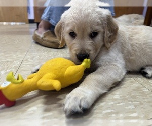 Golden Retriever Puppy for sale in DANIELSON, CT, USA