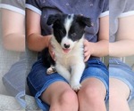 Puppy Polka Dot Border Collie