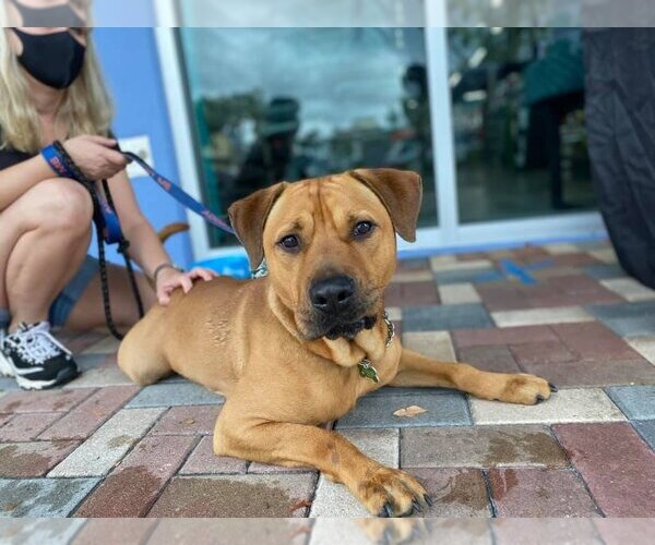 Medium Photo #28 Chinese Shar-Pei-Labrador Retriever Mix Puppy For Sale in Pompano Beach , FL, USA