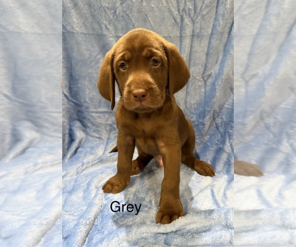 Medium Photo #1 Labrador Retriever Puppy For Sale in LAKEWOOD RANCH, FL, USA
