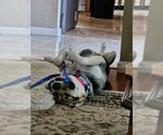 Small #2 German Shepherd Dog Mix