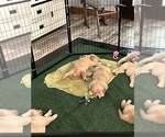 Small Photo #21 Golden Retriever Puppy For Sale in BIG CABIN, OK, USA