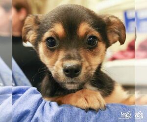 Australian Shepherd-Unknown Mix Dogs for adoption in Washington, DC, USA