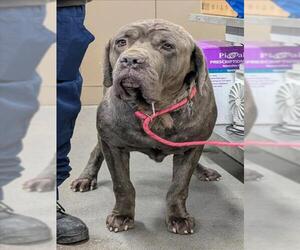 Mutt Dogs for adoption in Forestville, MD, USA