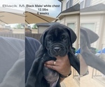 Small Photo #15 Cane Corso Puppy For Sale in MCDONOUGH, GA, USA