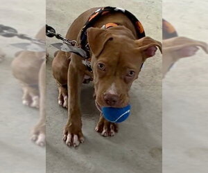 Ally - Female Mutt Dog for Adoption - Photo #3