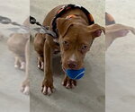 Small Photo #3 Mutt Puppy For Sale in Pompano Beach , FL, USA