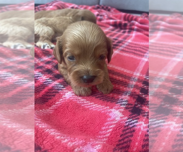Medium Photo #6 Cavapoo (Standard) Puppy For Sale in MIAMI, FL, USA